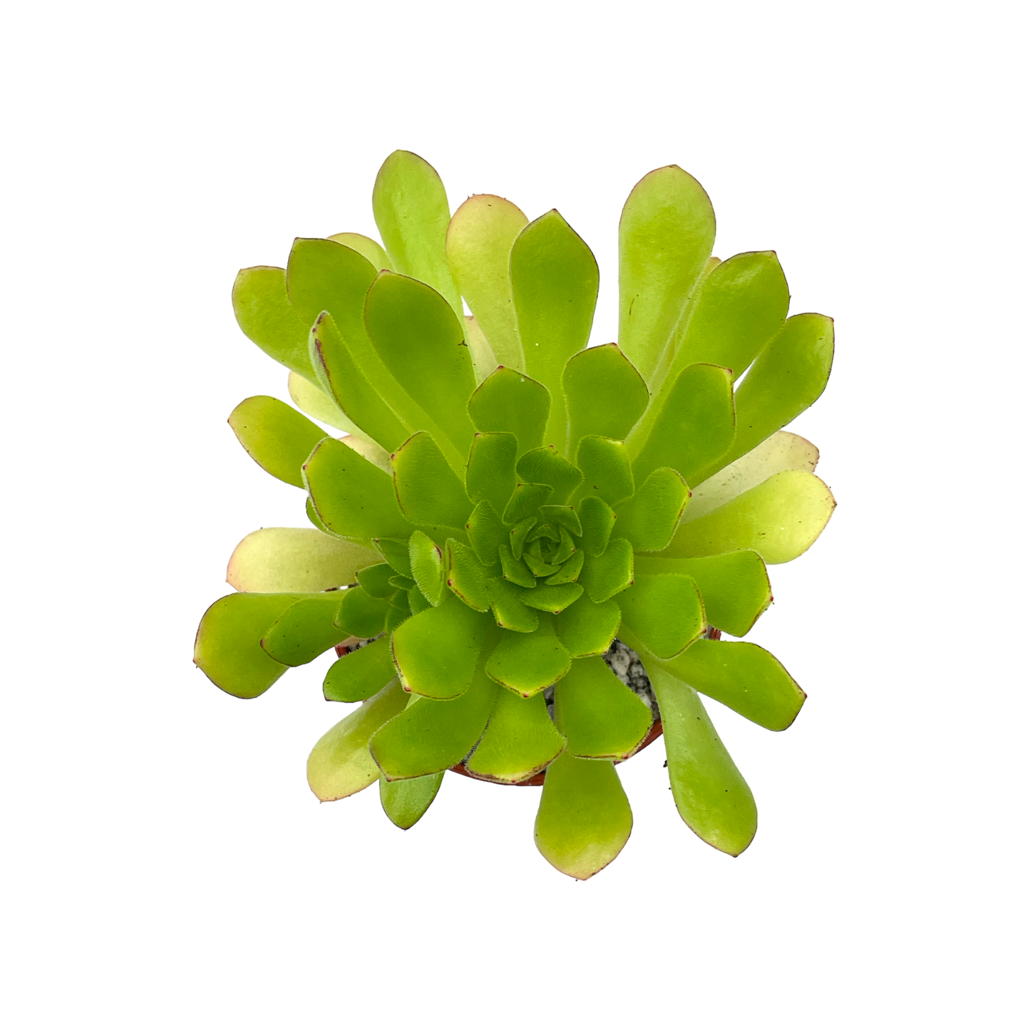 Aeonium 'Cupcake'