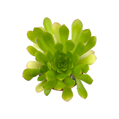 Aeonium 'Cupcake'