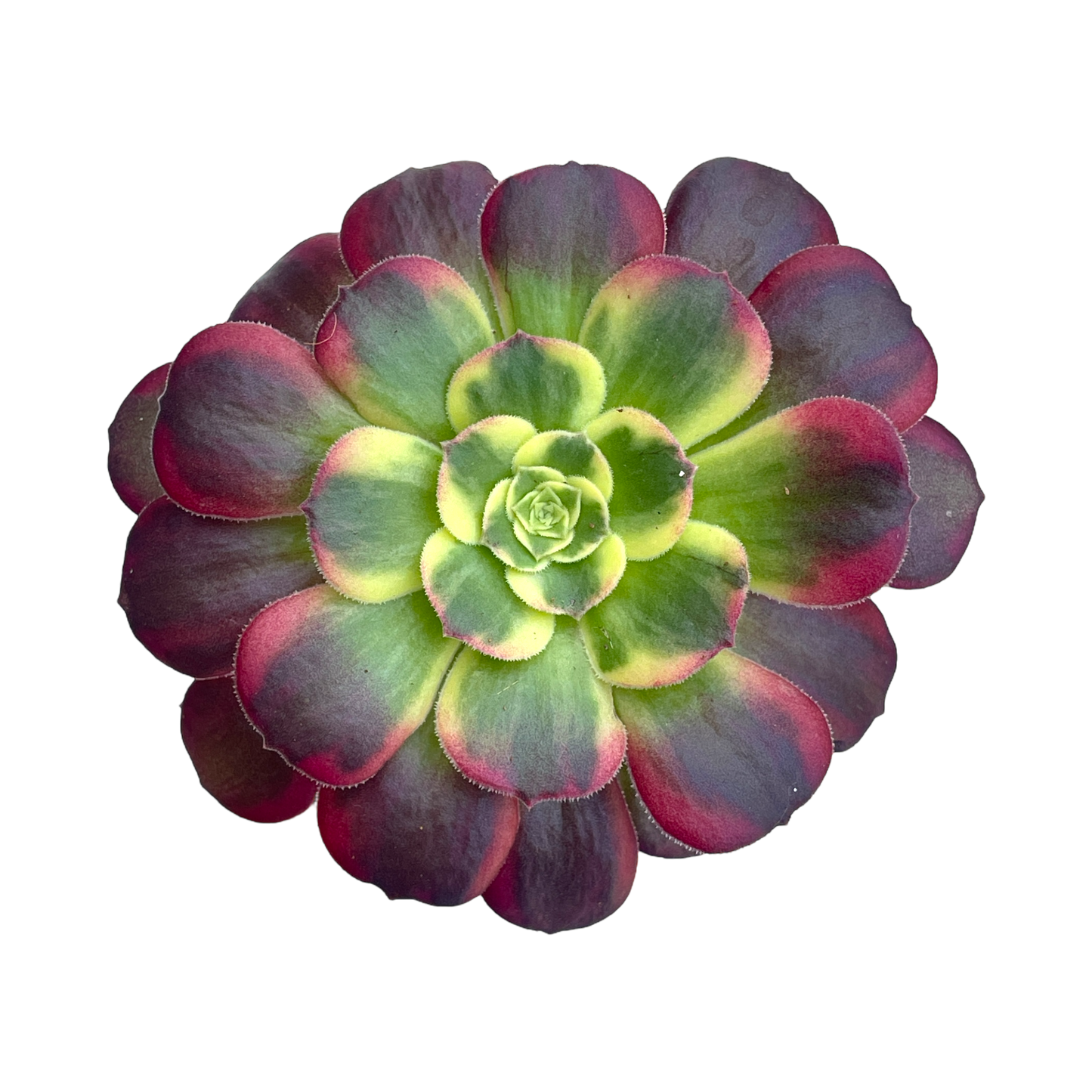 Aeonium 'Halloween' variegata