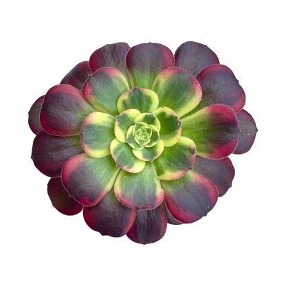 Aeonium 'Halloween' variegata