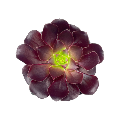 Aeonium 'Deep Purple'