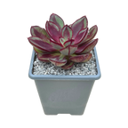 Echeveria 'Maruba Benitsukasa'