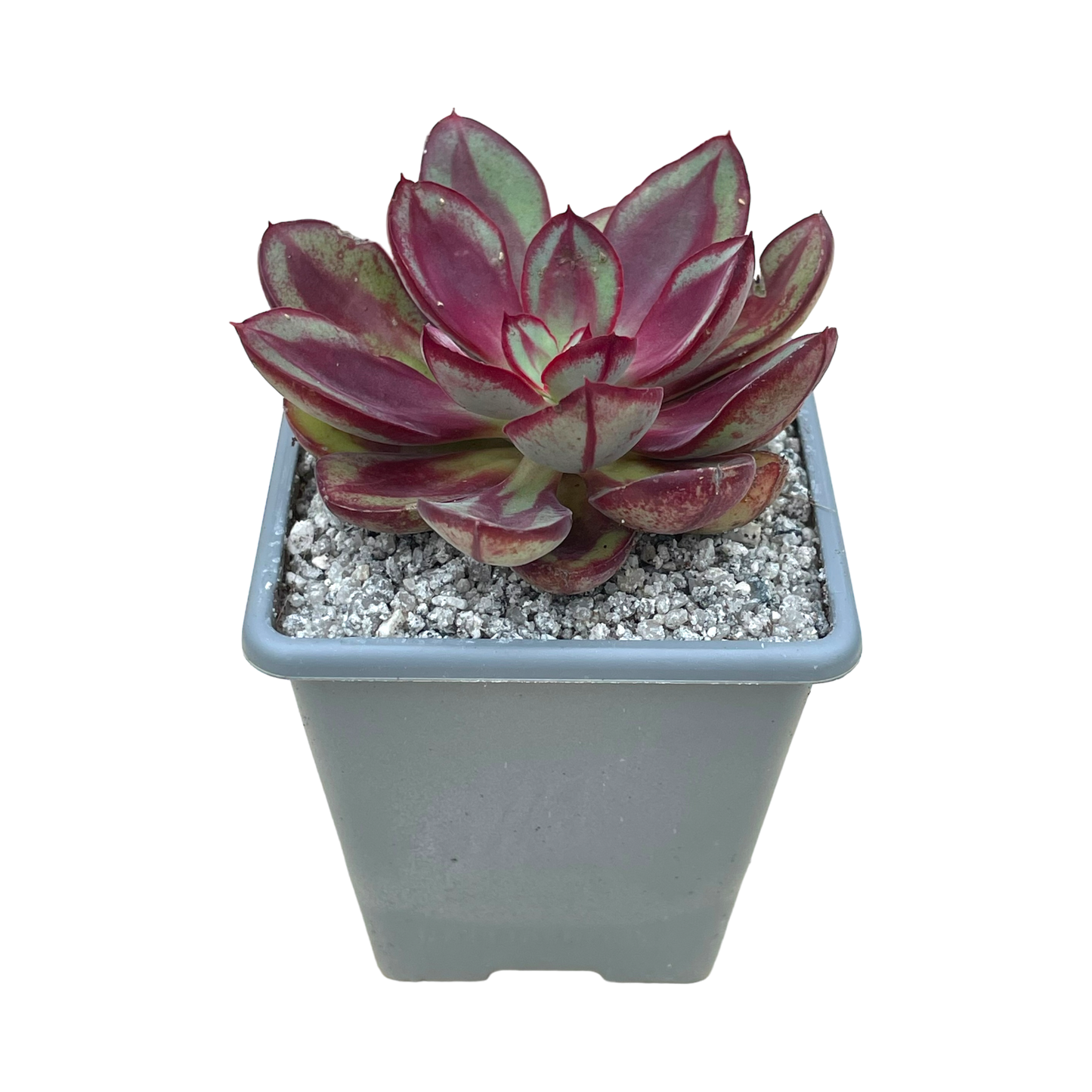 Echeveria 'Maruba Benitsukasa'