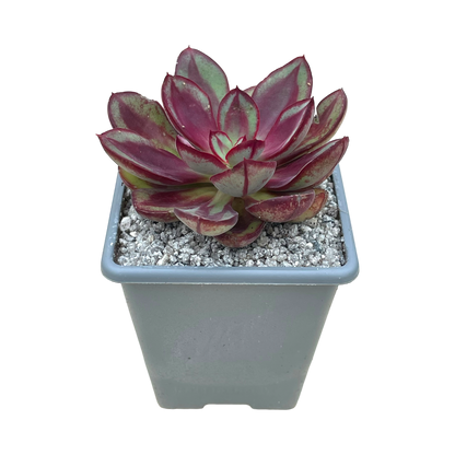 Echeveria 'Maruba Benitsukasa'