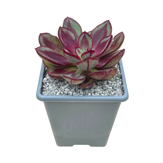 Echeveria 'Maruba Benitsukasa'