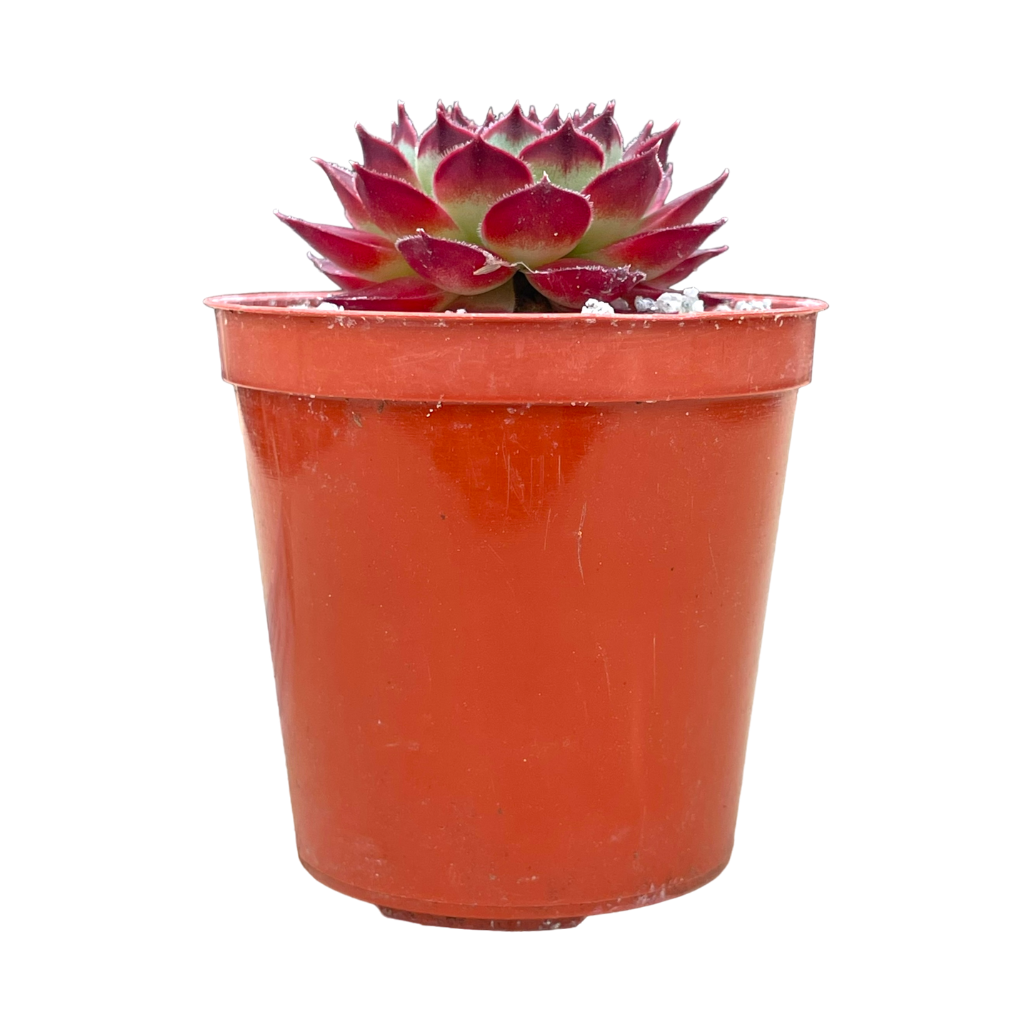 Sempervivum calcareum 'Guillaumes'