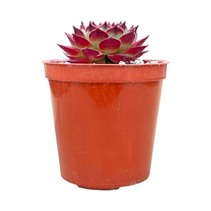 Sempervivum calcareum 'Guillaumes'