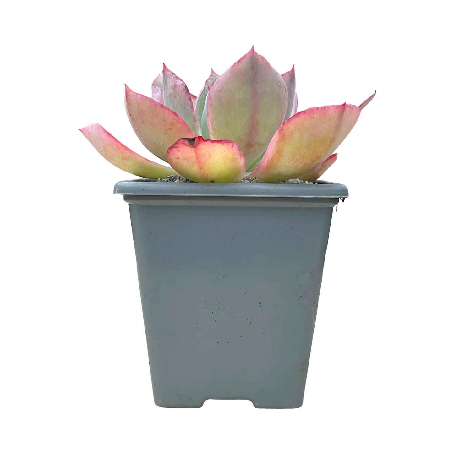 Echeveria lozano