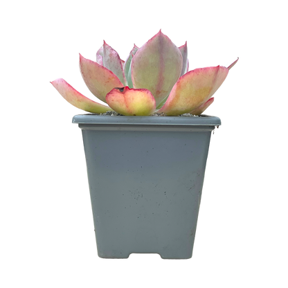 Echeveria lozano