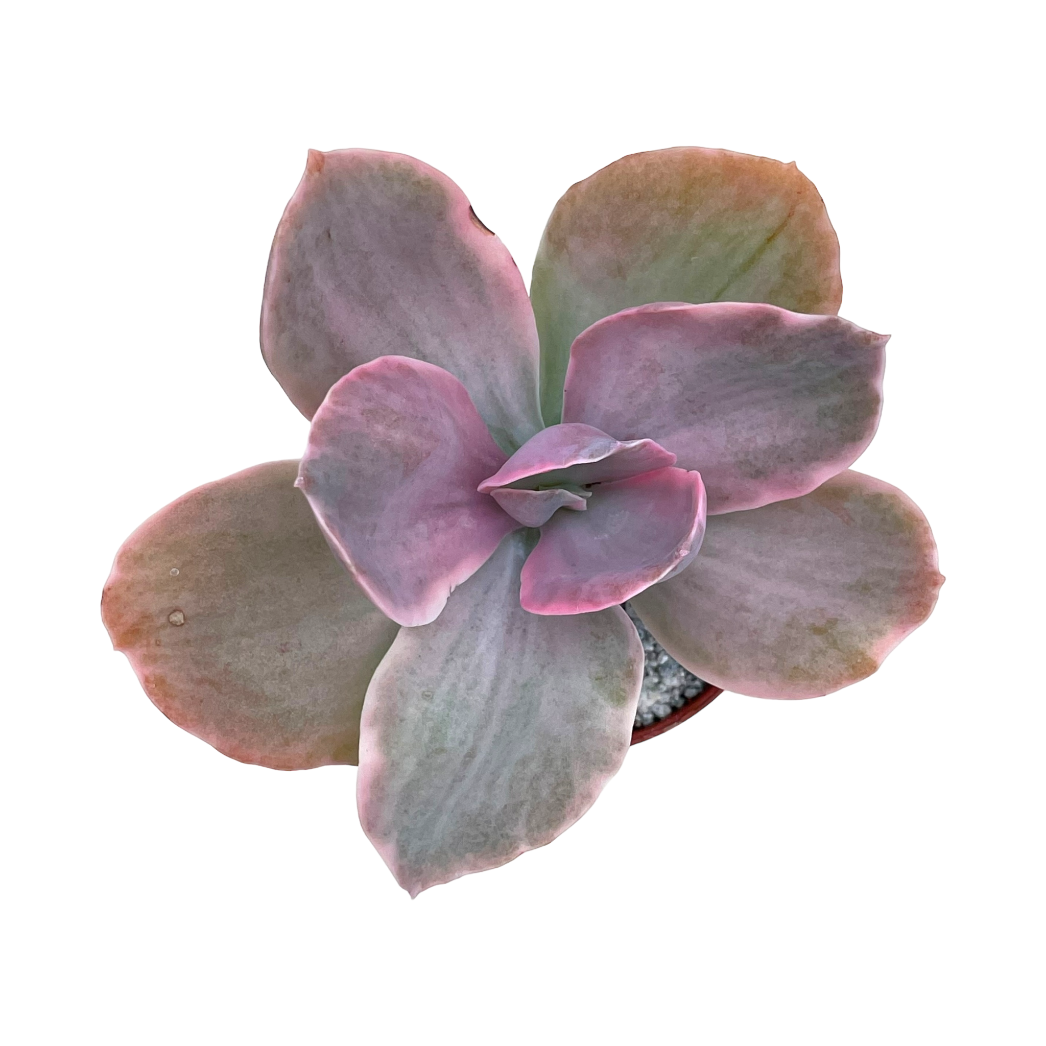 decora succulent Echeveria 'Decora' – Surreal Succulents