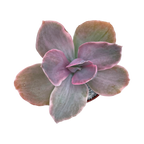 Echeveria 'Decora'