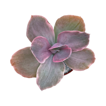 Echeveria 'Decora'