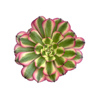Aeonium 'Pink Daisy'