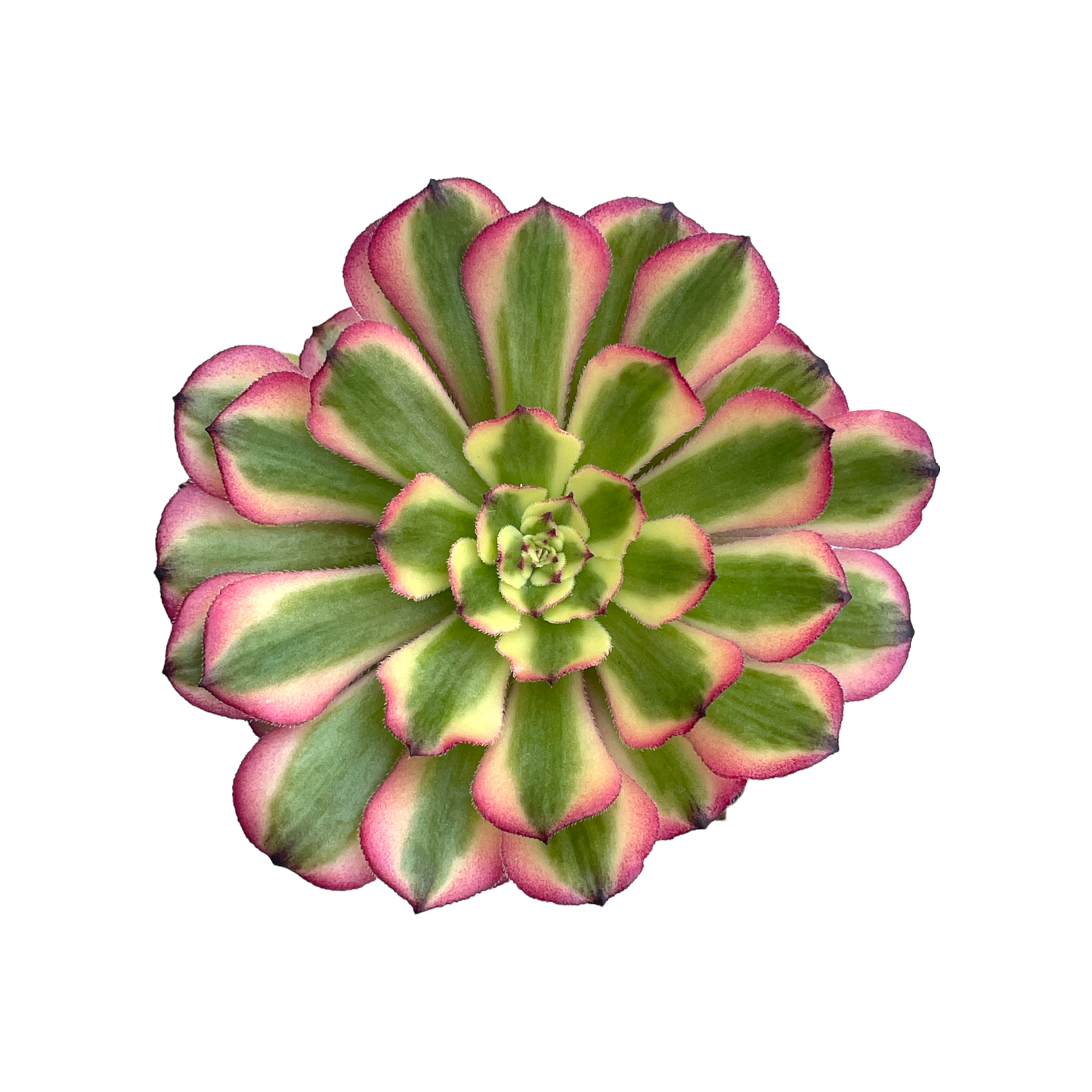 Aeonium 'Pink Daisy'