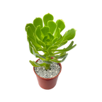 Aeonium arboreum