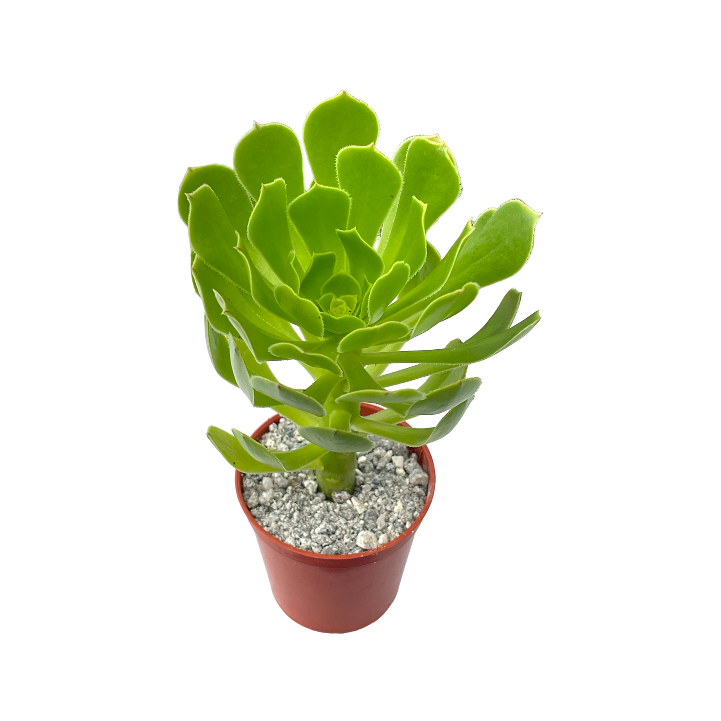 Aeonium arboreum