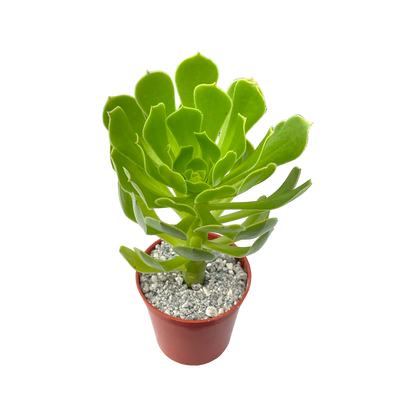 Aeonium arboreum