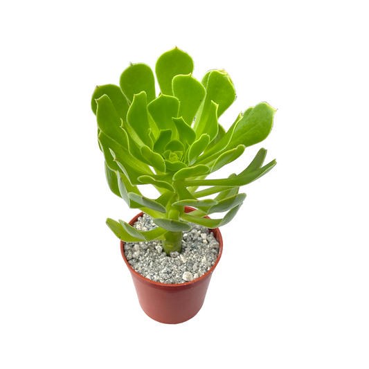 Aeonium arboreum