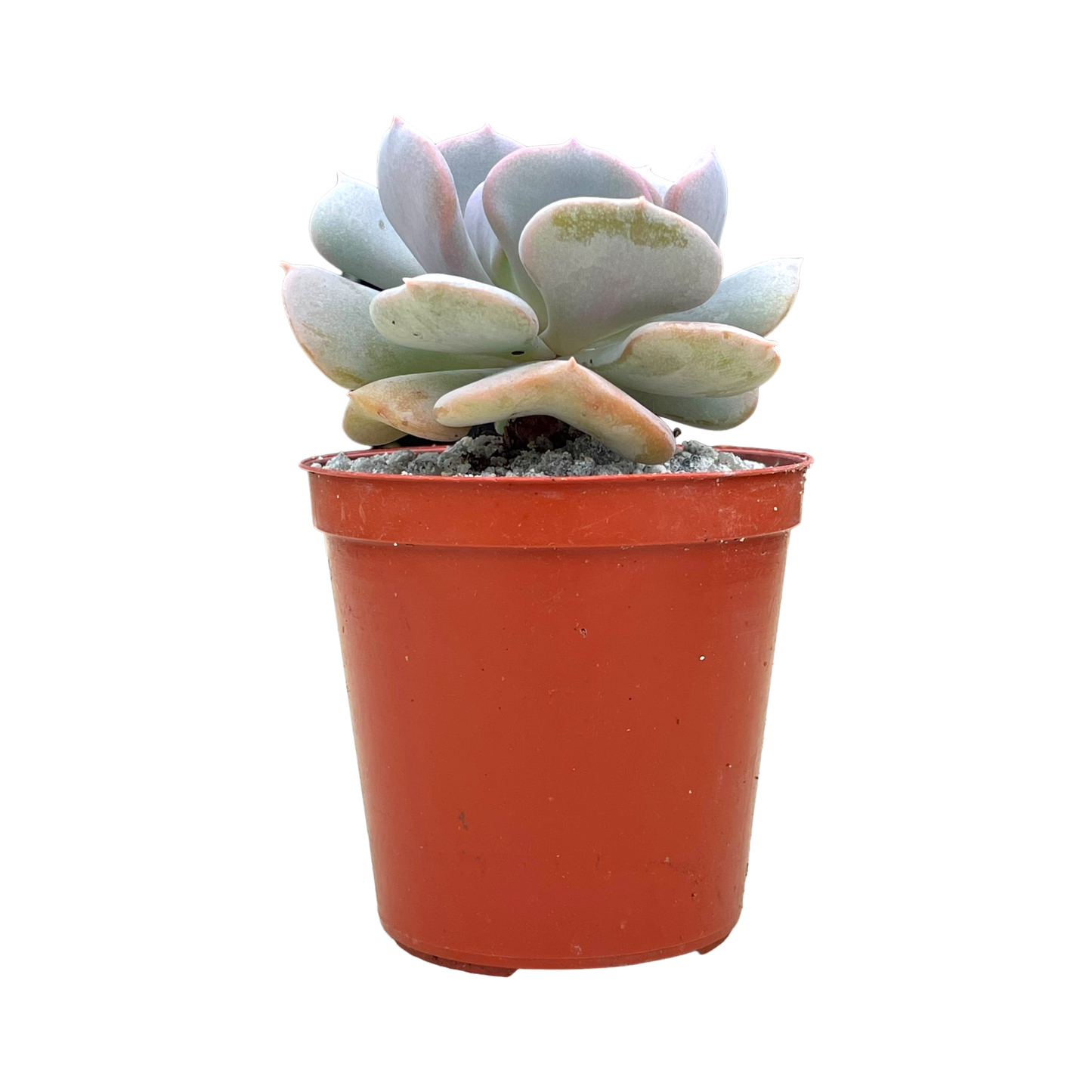 Echeveria 'Cubic Frost'