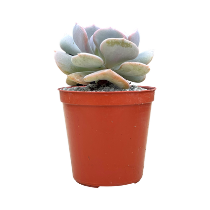 Echeveria 'Cubic Frost'