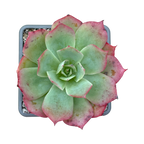 Echeveria 'White Rose'