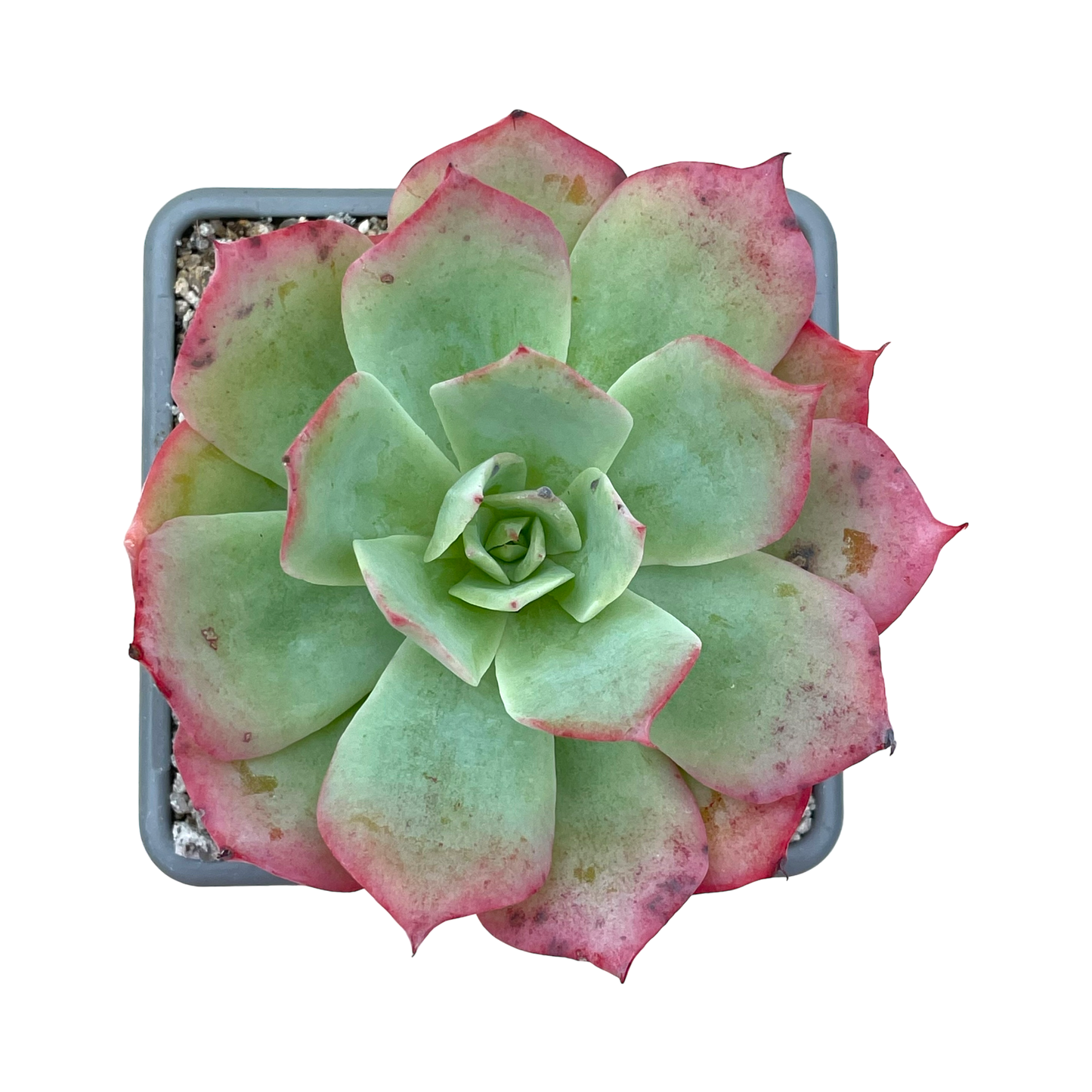 Echeveria 'White Rose'