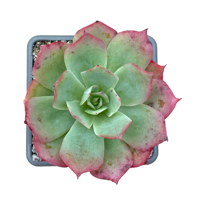 Echeveria 'White Rose'