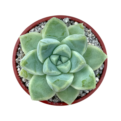 Echeveria albicans