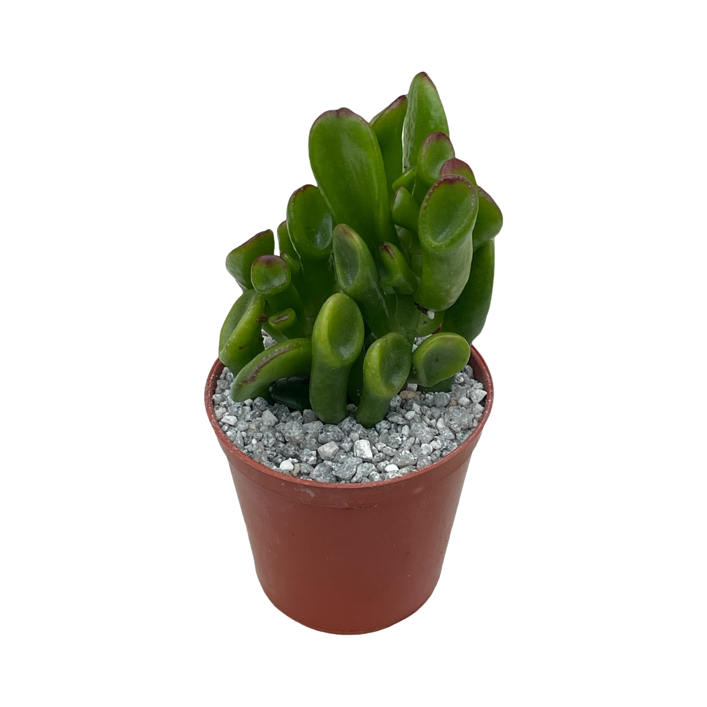 Crassula ovata 'Hobbit'