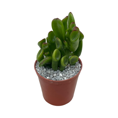 Crassula ovata 'Hobbit'