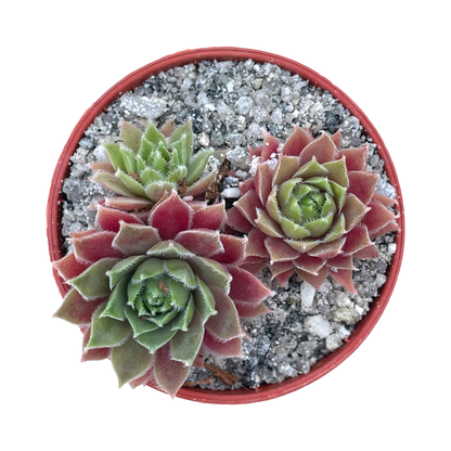 Sempervivum 'Irazu'