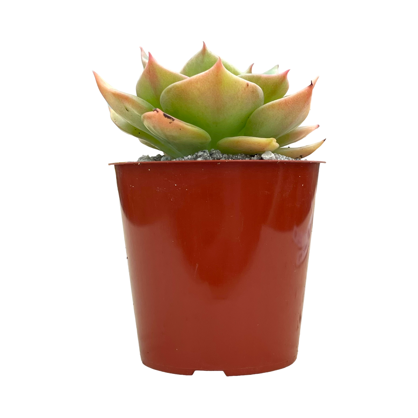 Echeveria funkii