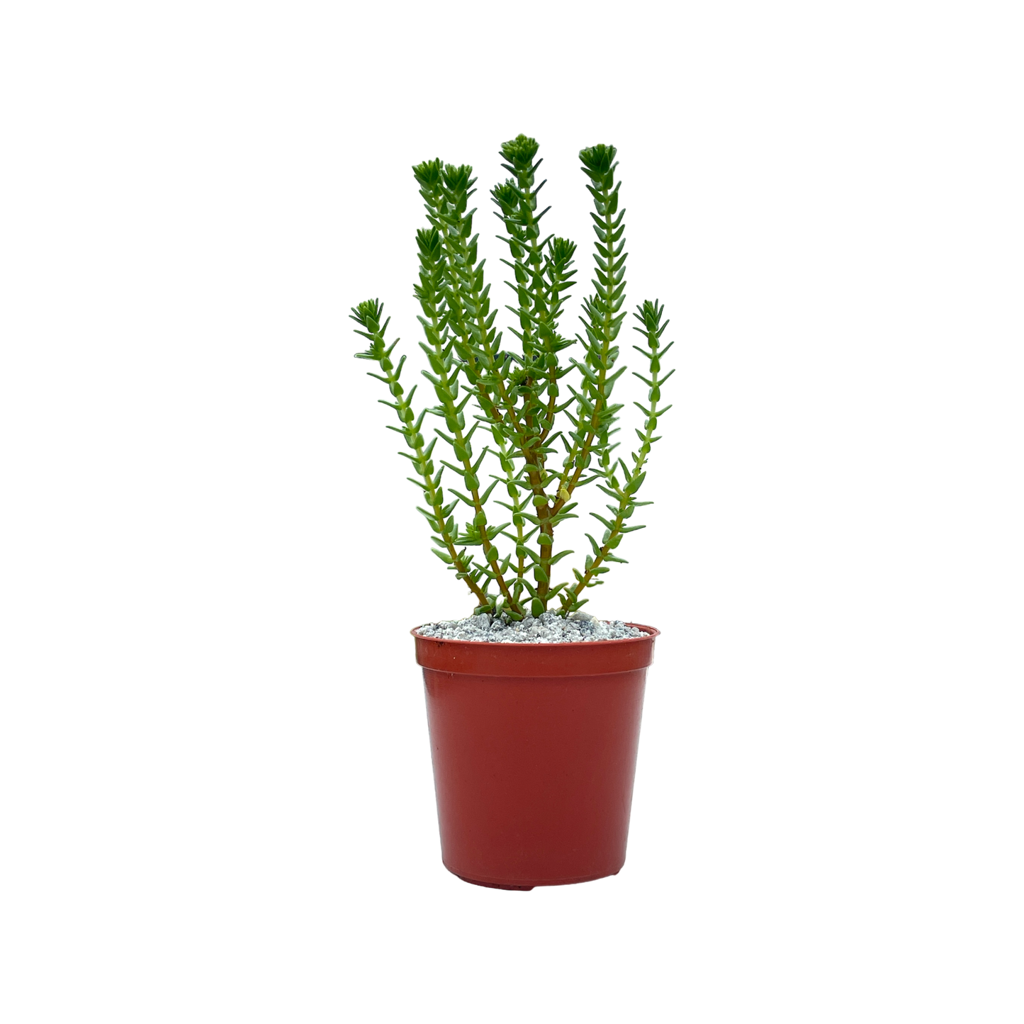 Crassula ericoides