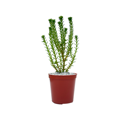 Crassula ericoides