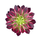 Aeonium 'Firecracker' variegata