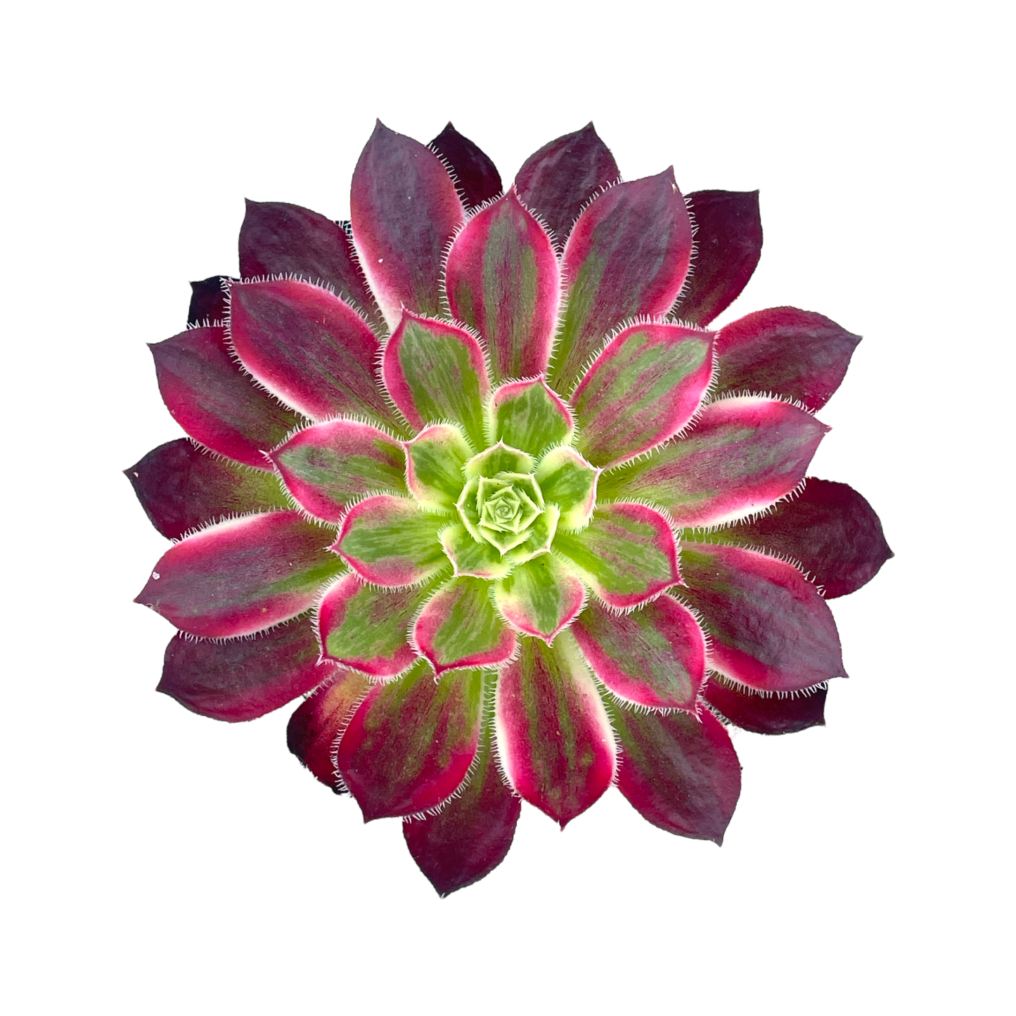 Aeonium 'Firecracker' variegata