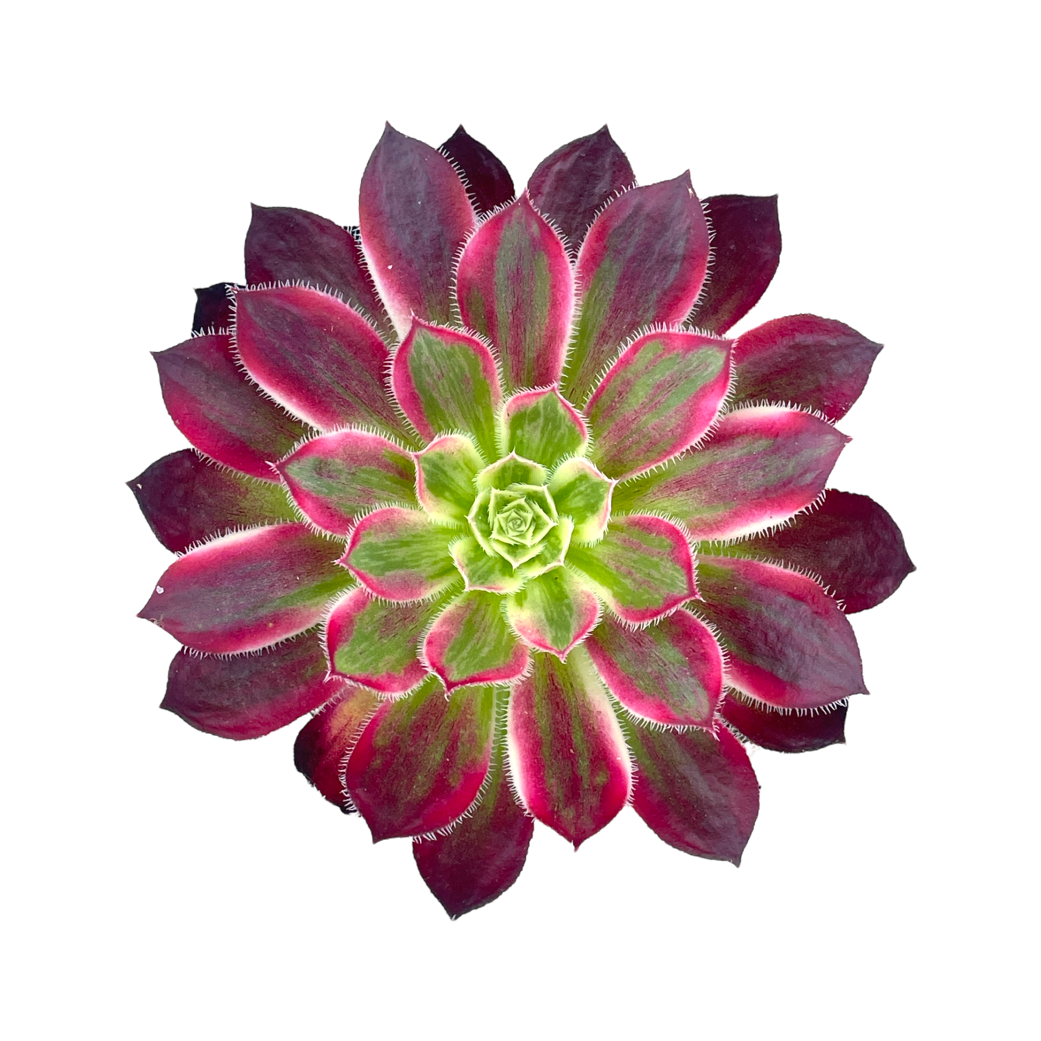 Aeonium 'Firecracker' variegata