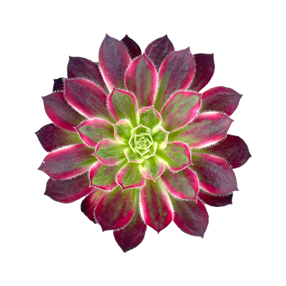 Aeonium 'Firecracker' variegata