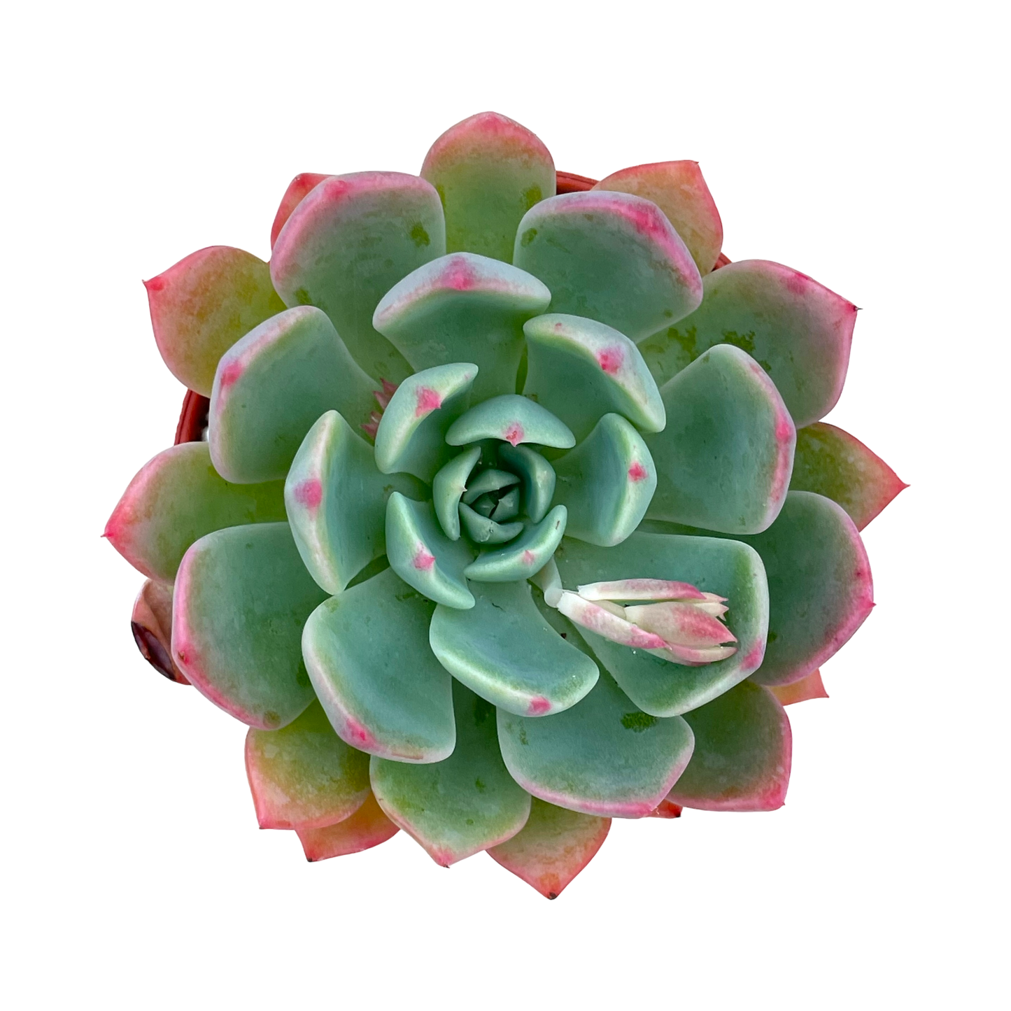 Echeveria minima 'Nanahukumini'