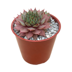 Sempervivum 'Tickled Pink'