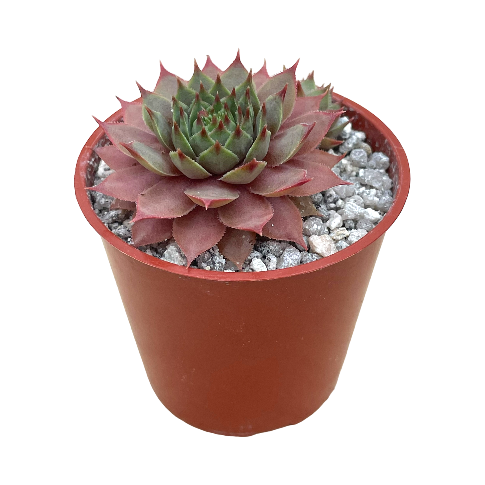 Sempervivum 'Tickled Pink'