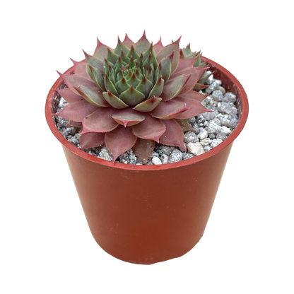 Sempervivum 'Tickled Pink'