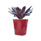 Aeonium 'Logan Rock'