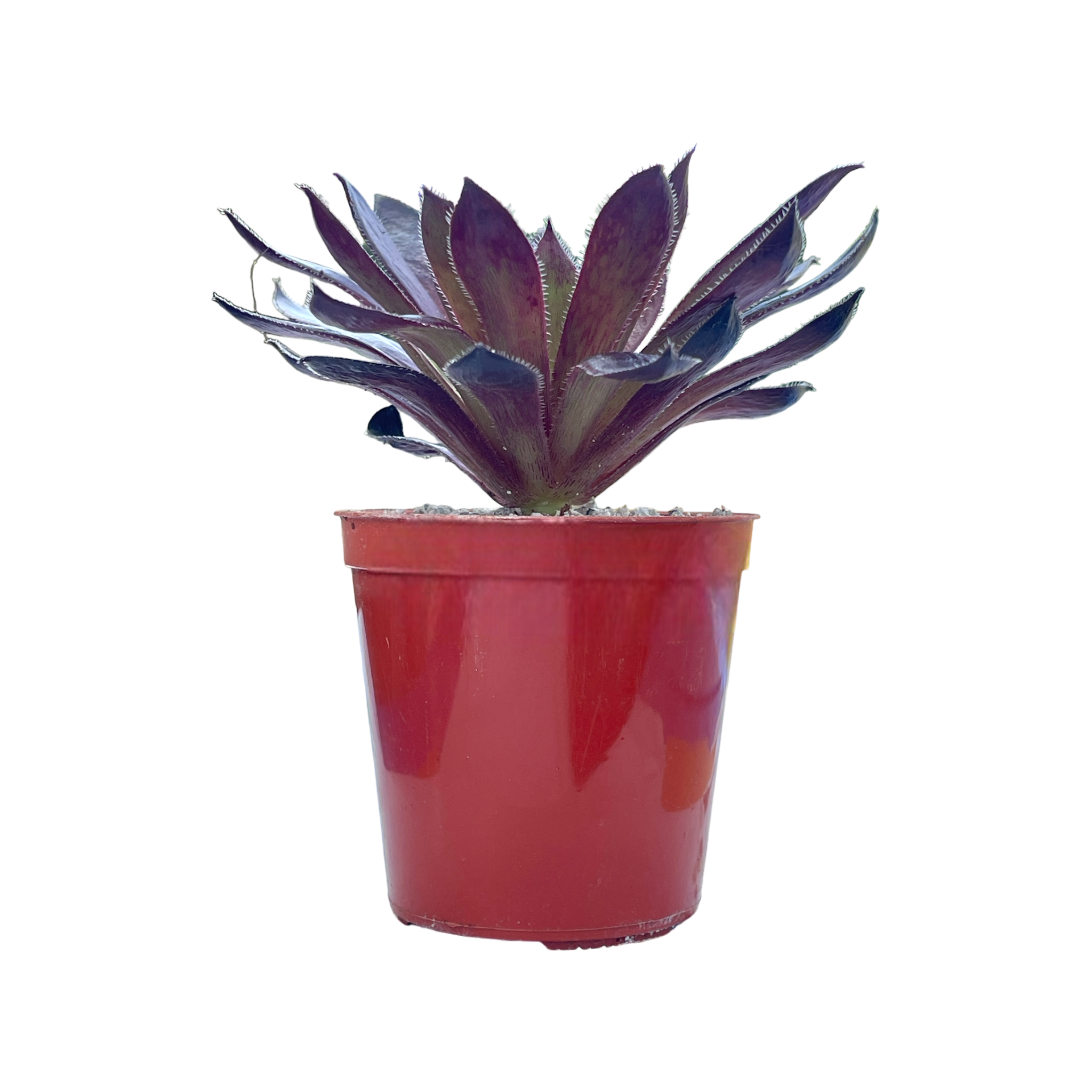 Aeonium 'Logan Rock'