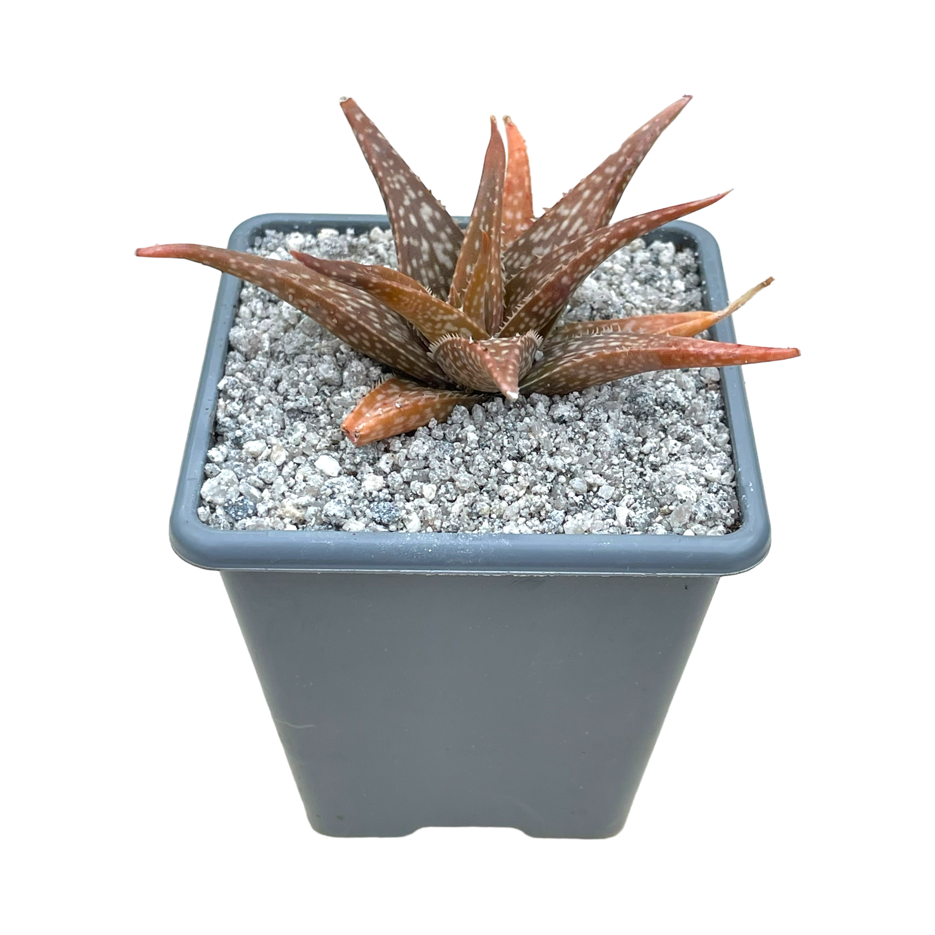 Aloe 'Winter Sky' – Surreal Succulents