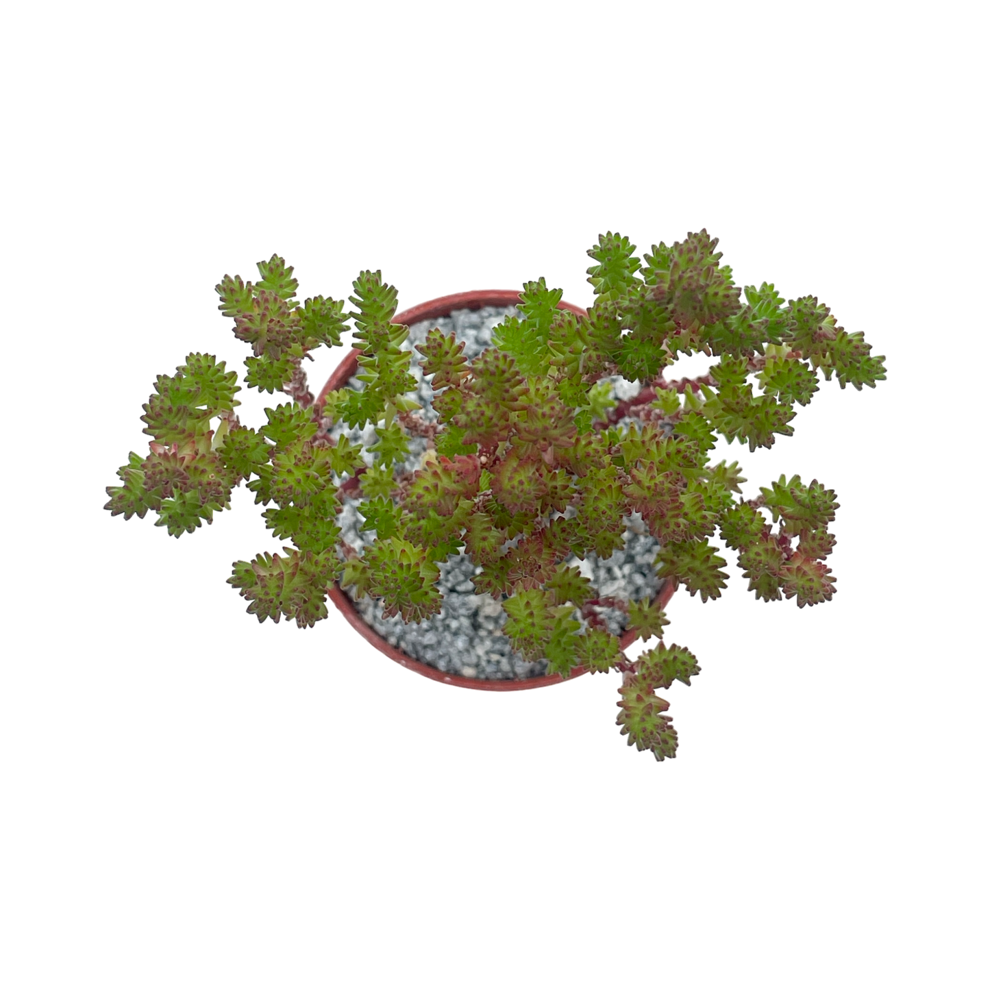 Sedum moranense