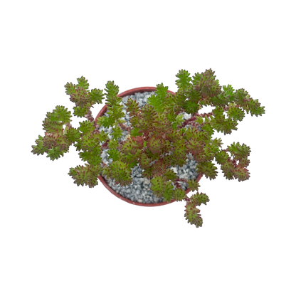 Sedum moranense