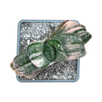 Gasteria 'Salad Cream'