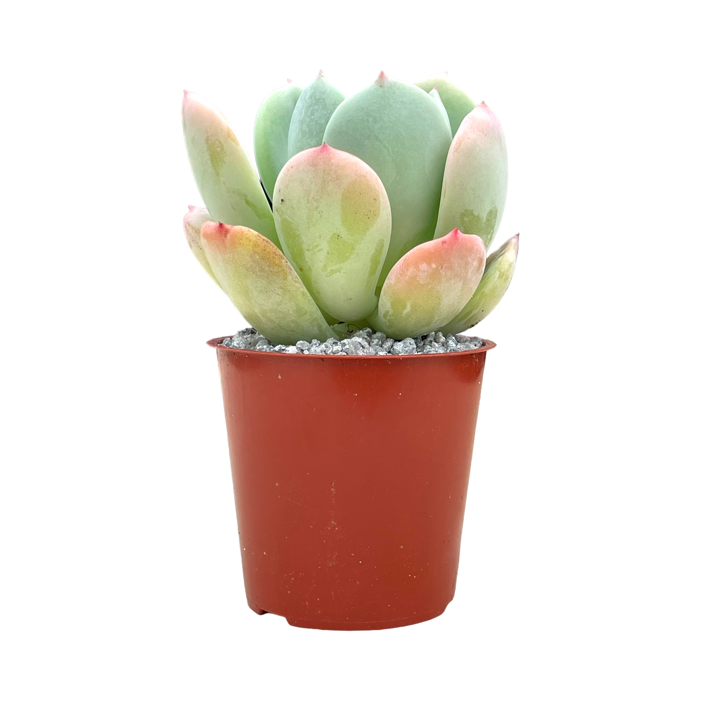 Echeveria 'Venus'