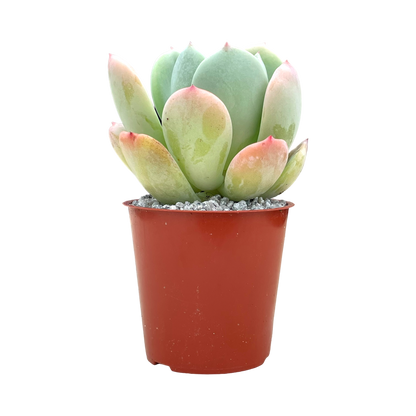 Echeveria 'Venus'